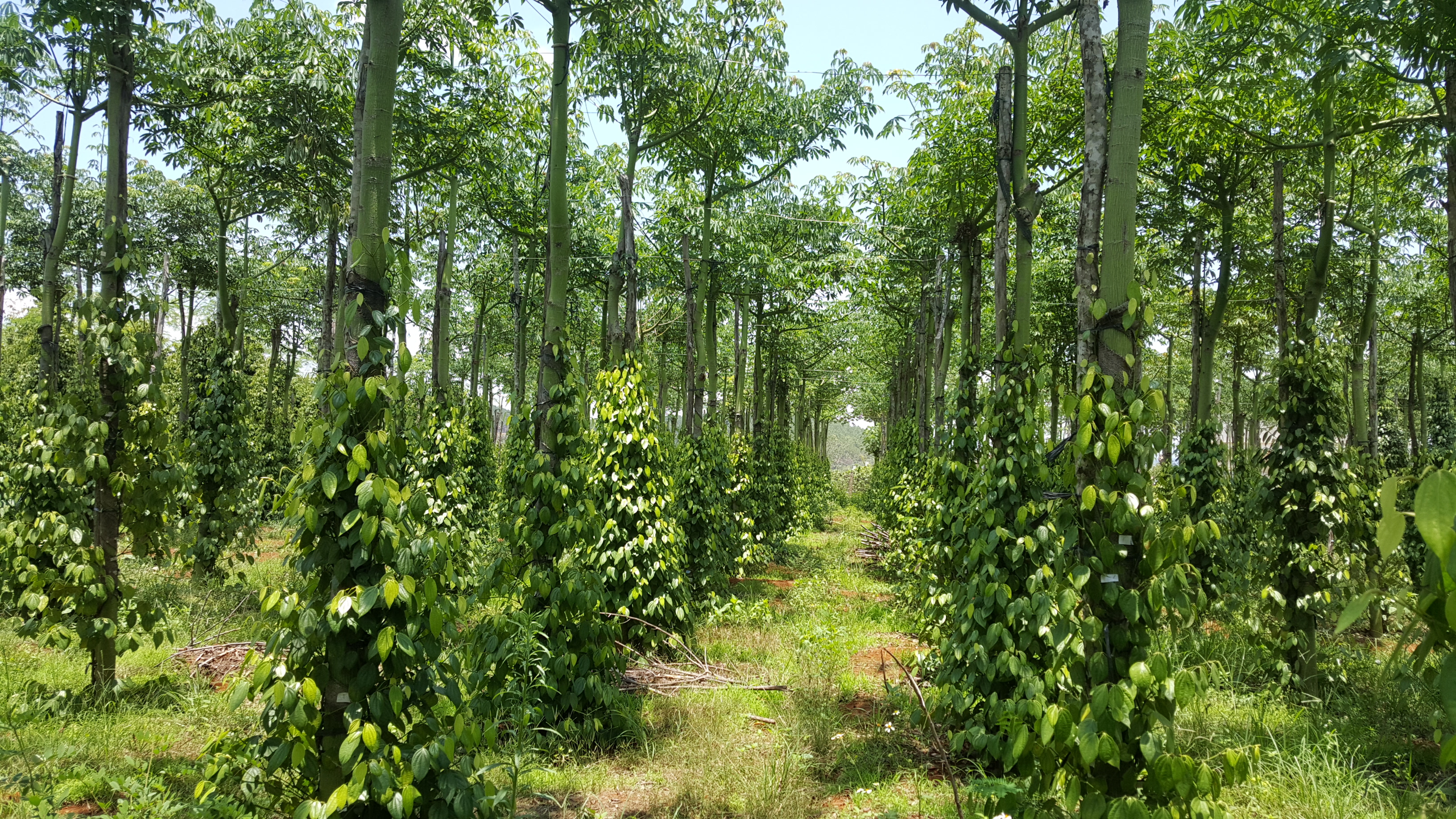 Nông dân lao đao vì giá hồ tiêu giảm mạnh